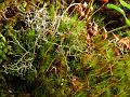 Wistman's Wood Moss and Lichen 1